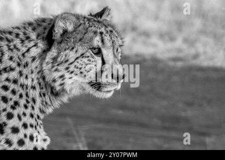 Ein Kopfporträt eines alarmierenden Geparden, des schnellsten Landtieres, mit den „Tränenspuren“ im Gesicht, die ihn von einem Leoparden unterscheiden. Stockfoto