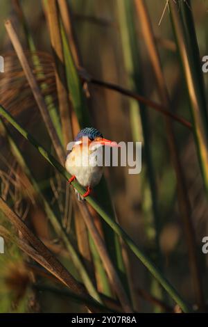 Malachitenvogel (Alcedo cristata) im Schilf, Okavango Delta, Botswana. Malachitenvogel im Schilf des Okavango-Deltas, Botswa Stockfoto