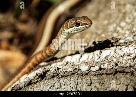 Eine Nahaufnahme einer Kalahari Sand- oder Peitschenschlange, die ihren Kopf aus einem Baumstamm hebt, um sich die Kamera anzusehen. Stockfoto