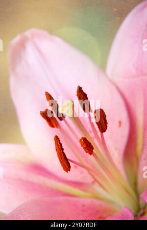 Rosafarbene Lilien im Retro-Illustration-Look Stockfoto