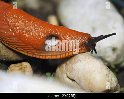 Rotschnecke (Arion rufus) auf Steinen, Makro, Nordrhein-Westfalen, Deutschland, Europa Stockfoto