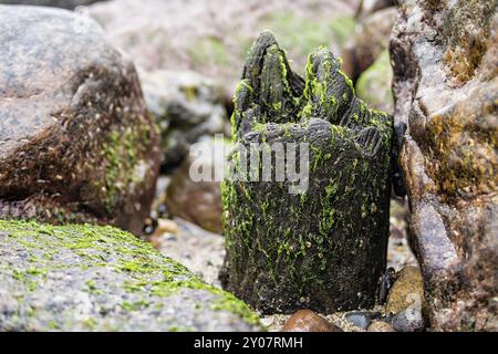 Groyne an der Ostseeküste Stockfoto
