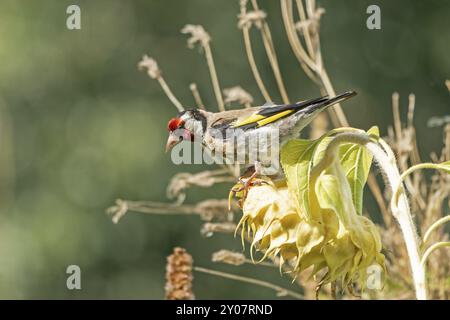 Europäischer Goldfink (Carduelis carduelis), auch bekannt als Goldfink, sitzt auf einer verblassten Sonnenblume, Wilhelmsburg, Hamburg, Deutschland, Europa Stockfoto