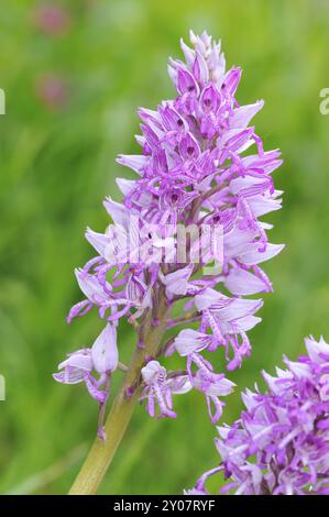 militärinnen in Bayern Stockfoto