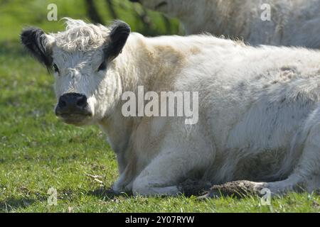 Galloway-Rind, White Galloways Stockfoto