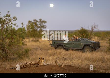 Gepard (Acinonyx jubatus) liegt auf einem Hügel, Safarifahrzeug mit Touristen dahinter, Balule Plains, Südafrika, Afrika Stockfoto