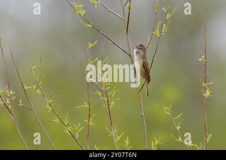 Große Schilfvögel im Schilf, große Schilfvögel, Acrocephalus arundinaceus, große Schilfvögel Stockfoto