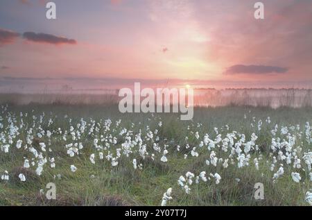 Rot nebeliger Sonnenaufgang über dem Frühlingssumpf, North Brabant, Niederlande Stockfoto