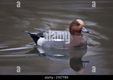 Eurasische Witwe, männlich, Anas penelope, Eurasische Witwe, männlich Stockfoto