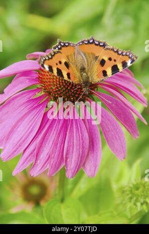 Kleiner Fuchs auf Purple Coneflower, kleiner Schildpatt auf Purple Coneflower 02 Stockfoto