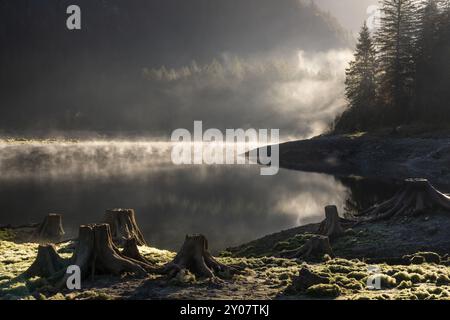 Der vordere Gosausee im Herbst. Mehrere Baumstümpfe im Vordergrund. Nebel steigt aus dem See. Sonne, Hintergrundbeleuchtung. Vorderer Gosausee, Gosau, Gosau-Tal Stockfoto