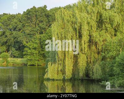 Ein prächtiger Weidenbaum ragt über einem ruhigen See, reflektiert auf der Wasseroberfläche, Proebstingsee, Borken, Münsterland, Deutschland, Europa Stockfoto