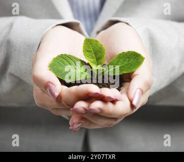 Geschäftsfrau, die kleine grüne Pflanze in den Händen hält. Geschäftsfrau, die kleine grüne Pflanze i hält Stockfoto