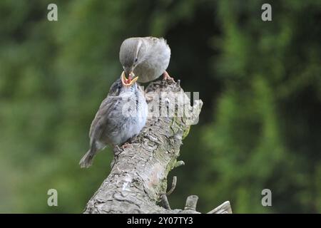 Haussperling Fütterung Stockfoto