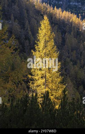 Gelbe Lärchen an den Hängen des Dachsteingebirges. Ein Baum wird von der Sonne beleuchtet. Herbst. Salzkammergut, Oberösterreich, Österreich, Europa Stockfoto