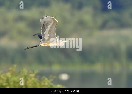 Graureiher, Ardea cinerea, im Flug, Graureiher, im Flug Stockfoto