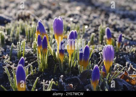 Crocus sieberi Firefly im Frühjahr, Crocus sieberi Firefly im Frühjahr Stockfoto