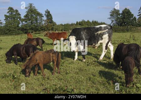 Gemischte Rinderherde Stockfoto