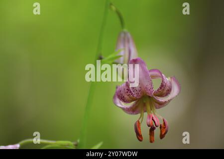 Blume der Martagonlilie (Lilium martagagon), Makro einer Martagonlilie Stockfoto