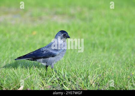 Jackdaw sucht nach Essen, Western Jackdaw sucht nach Essen Stockfoto