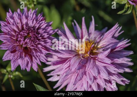 Zwei violette Dahlien mit gelben Zentren im Garten, legden, Münsterland, deutschland Stockfoto