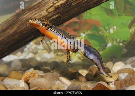 Männlicher Alpenmolch, Ichthyosaura alpestris, Syn.: Triturus alpestris, Alpenmolch, männlich Stockfoto