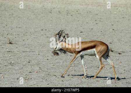 Ein einsamer, männlicher Springbock mit Vegetation, die an seinem Kopf und Hörnern hängt. Stockfoto