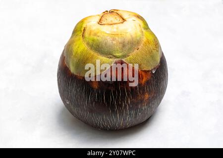 Reife asiatische palmyra palme (Borassus flabellifer) Frucht auf weißem Hintergrund. Sie ist auch bekannt als Tal- oder Tala-Palme, Kleinpalme, Zuckerpalme, Langpalme, W Stockfoto