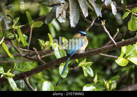 Blaukrone Motmotte (Momotus lessonii), auf einem Zweig, Monteverde Cloud Forest, Monte Verde, Costa Rica, Mittelamerika Stockfoto