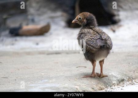 Kleines Huhn, das ohne Hühner im Hof auf der Suche ist. Stockfoto