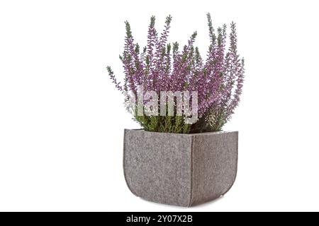 Gemeine Heidekraut (Calluna vulgaris) auf weißem Hintergrund Stockfoto