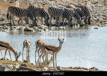 Familien von Springböcken und Zebras trinken im Okaukuejo Wasserloch in Etosha, Namibia. Stockfoto