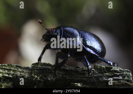 Wald Mistkäfer Stockfoto