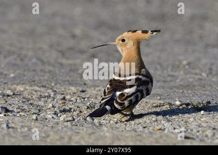 Eurasischer Wiedehopf auf der Suche nach Nahrung im Herbst Stockfoto