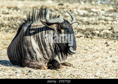 Ein einsames Gnus, das sich in der Hitze des Tages entspannt. Stockfoto