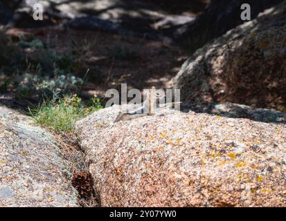 Ein goldenes Eichhörnchen Callospermophilus lateralis thront auf einem großen, sonnendurchfluteten Felsen, umgeben von einer natürlichen Landschaft in Wyoming Stockfoto