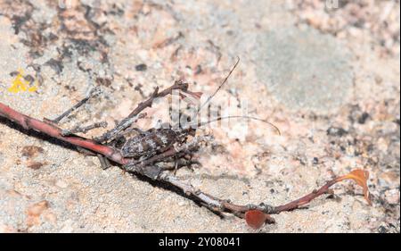 Ein langhörntes, geflecktes Fichtenkäfer-Monochamus-Clamator-Insekt, das auf einer felsigen Oberfläche in wyoming thront und sich mit Zweigen und kleinen natürlichen de vermischt Stockfoto