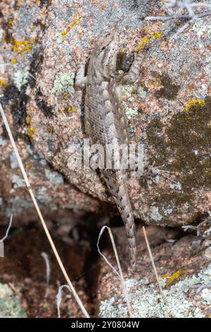 Eine Prärieidechse Sceloporus consobrinus klettert in Colorado auf felsigen Oberflächen und verschmilzt mit der Umgebung. Stockfoto