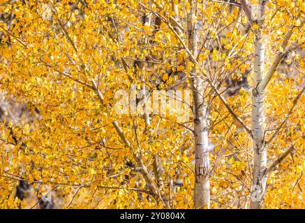 Satte gelbe Aspenblätter im Herbst Stockfoto