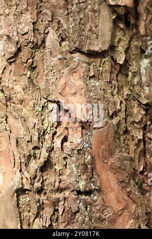 Kiefernrinde Textur, Nahaufnahme. Natürlicher Holzhintergrund. Baumstamm im Wald. Natürliche Textur. Baum im Wald Stockfoto