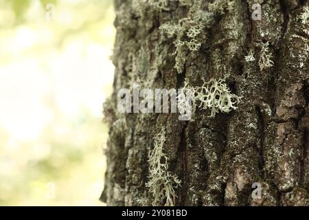 Eichenmoos (Evernia prunastri). Eichenstamm bedeckt mit Flechten. Gesprungene Eichenrinde aus der Nähe und Flechten. Trocknung des Baumes. Beschädigte Rinde am Baumstamm Stockfoto