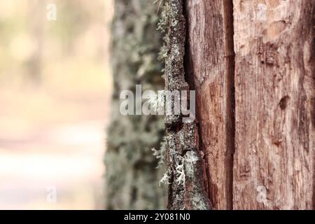 Eichenmoos (Evernia prunastri). Eichenstamm bedeckt mit Flechten. Gesprungene Eichenrinde aus der Nähe und Flechten. Trocknung des Baumes. Beschädigte Rinde am Baumstamm Stockfoto