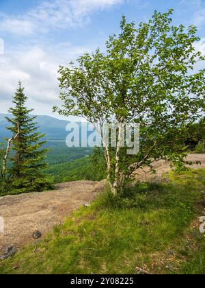 Eine atemberaubende Birke steht hoch mit den majestätischen Adirondack Mountains im Hintergrund, die vom Gipfel des Mt. Van Hoevenberg im Pla-See Stockfoto