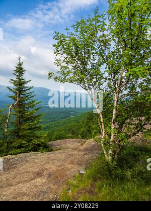 Eine atemberaubende Birke steht hoch mit den majestätischen Adirondack Mountains im Hintergrund, die vom Gipfel des Mt. Van Hoevenberg im Pla-See Stockfoto