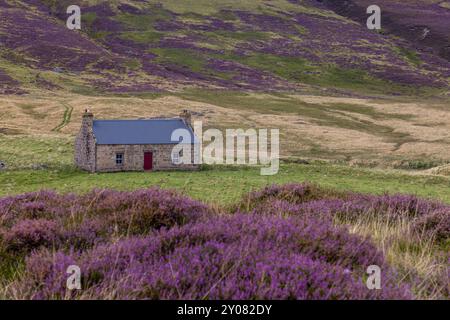 Ein traditionelles Ferienhaus mit der Heidekraut in voller Blüte im Cairngorm National Park, Aberdeenshire, Schottland. Stockfoto