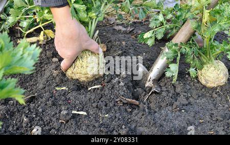 Nahaufnahme der Ernte des Reifen Sellerie (Wurzelgemüse) im Gemüsegarten Stockfoto