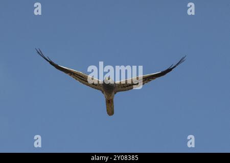 Montagus harrier mit offenen Flügeln, die von vorne vor einem blauen Himmel fliegen Stockfoto