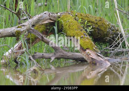 Auenwald am Ammer. Auen in bayern Stockfoto