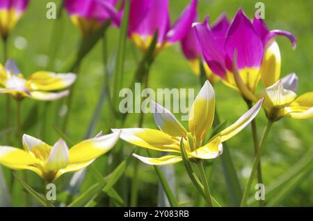 Wilde Tulpe, wilde Tulpe 08 Stockfoto