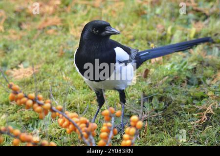 Magpie, wenn sie nach Essen sucht. Eurasische Elster oder gewöhnliche europäische Elster (Pica pica) bei der Suche nach Nahrung Stockfoto